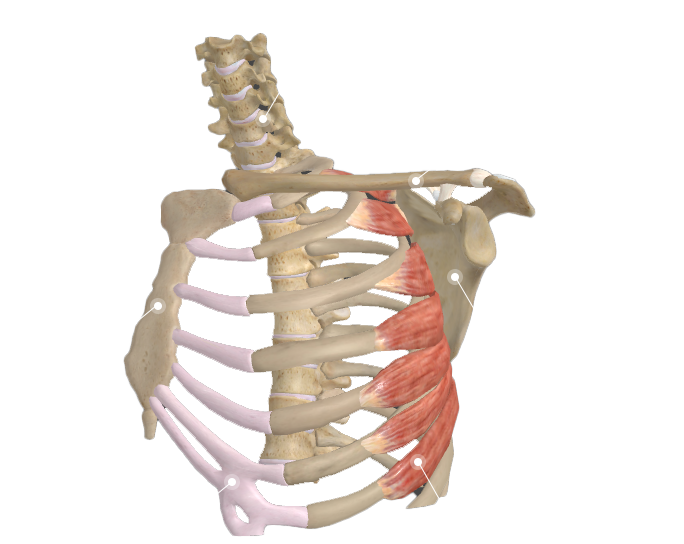 前锯肌解剖示意图